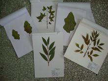 植物標本