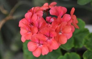 花卉春化 花卉春化