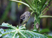 綠胸斑翅霸鶲 綠胸斑翅霸鶲