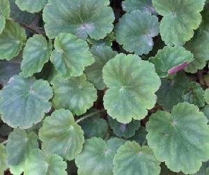 大虎耳草 大虎耳草