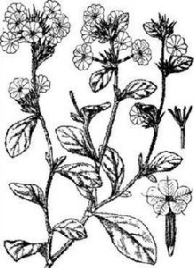 岷江藍雪花 岷江藍雪花