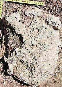 劍龍足跡化石 劍龍足跡化石