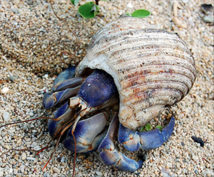 紫陸寄居蟹 紫陸寄居蟹