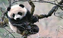 安康寧陝縣大熊貓自然保護基地