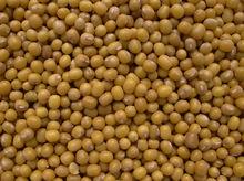 專營出口批發銷售-小黃綠豆