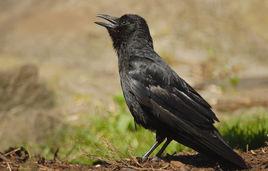 烏鴉[雀形目鴉科幾種鳥類通稱]