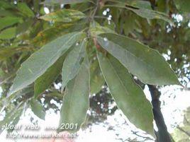 華南青岡 華南青岡