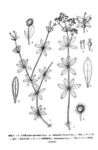 中國植物志原版墨線圖