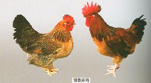 銀香麻雞左(母)右(公)