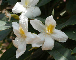 香緬樹杜鵑 香緬樹杜鵑