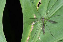 櫛角滑大蚊 櫛角滑大蚊