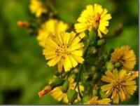 綿毛黃鵪菜 綿毛黃鵪菜