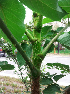 龍牙楤木 龍牙楤木