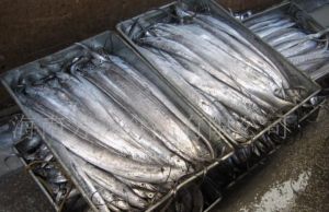 金帶沙丁魚 金帶沙丁魚