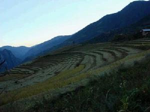 附近村水稻種植業