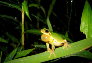 金線雨蛙 金線雨蛙