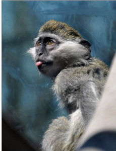 白頰葉猴 白頰葉猴