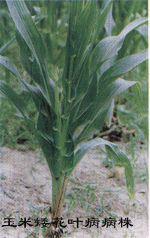 玉米矮花葉病 玉米矮花葉病