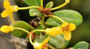 金黃鳳仙花(原變種) 金黃鳳仙花(原變種)