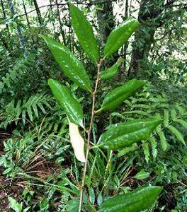 栲[殼斗科錐屬植物]