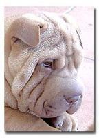 沙皮  派多格寵物商城