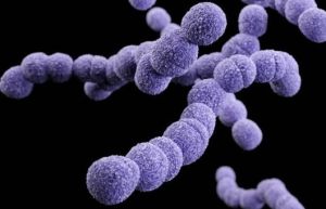 化膿性鏈球菌 化膿性鏈球菌