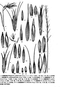 假金髮草 假金髮草