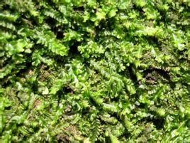 狹葉沼羽蘚 狹葉沼羽蘚