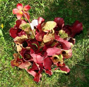 伯基紫瓶子草 伯基紫瓶子草