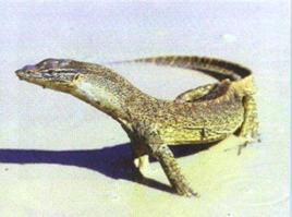 兄弟島楔齒蜥 兄弟島楔齒蜥