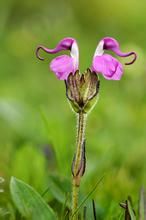 蒿葉馬先蒿 蒿葉馬先蒿