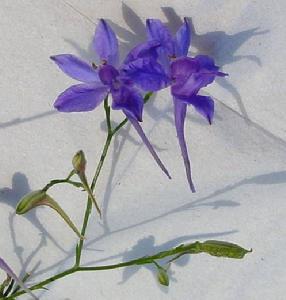 發育成熟後,囊中有黑色種子