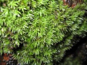 南亞偏蒴蘚 南亞偏蒴蘚