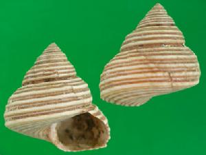 旋肋鐘螺 旋肋鐘螺