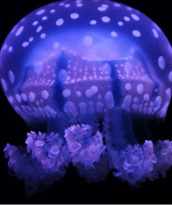 幽靈水母 幽靈水母