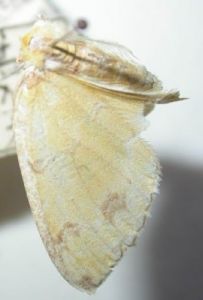 焦斑艷青尺蛾 焦斑艷青尺蛾