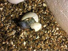 黑珍珠[滑龜屬變異種]