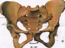 恥骨上痛 恥骨上痛