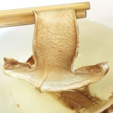 野生松茸和姬松茸的對比