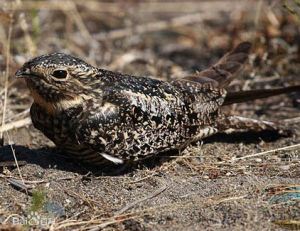 普通美洲夜鷹 普通美洲夜鷹