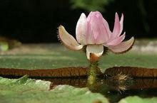 長木王蓮 長木王蓮