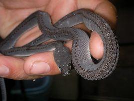 爪哇閃皮蛇 爪哇閃皮蛇