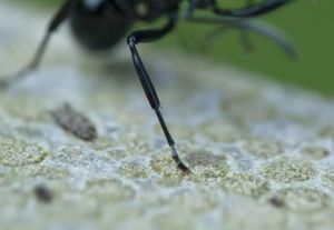 北斧蟲屬 北斧蟲屬