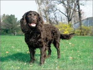 美國水獵犬