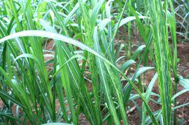 甘蔗缺素病 甘蔗缺素病