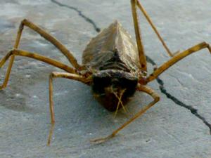 正面圖,和閃藍麗大蜻一樣,六條腿很像蜘蛛