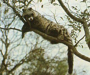 非洲靈貓屬 非洲靈貓屬