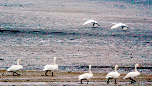 獾子洞水庫 獾子洞水庫