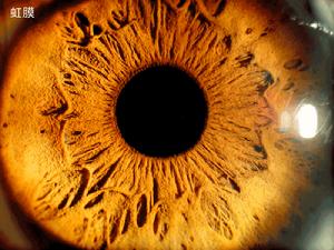 （圖）人眼的虹膜，周邊黃褐色的為虹膜，中間黑色為瞳孔