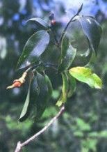 長蕊木蘭屬 長蕊木蘭屬